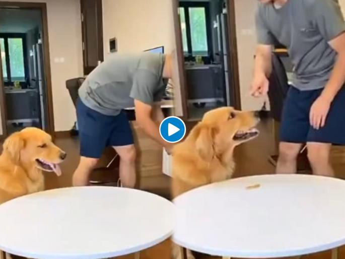 Clever dog outsmarting his owner eats treat and then do this see tiktok viral video | कुत्र्याने अतिशय सावधपणे जेवणं चोरलं अन् मालकाला लावली शेंडी; पाहा भन्नाट व्हिडीओ Clever dog outsmarting his owner eats treat and then do this see tiktok viral video | कुत्र्याने अतिशय सावधपणे जेवणं चोरलं अन् मालकाला लावली शेंडी; पाहा भन्नाट व्हिडीओ