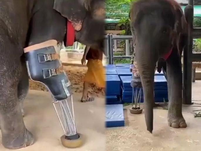 Viral Video : Elephants walk again through prosthetic limbs video goes viral | माणूसकीला सलाम! हत्तीने एक पाय गमावला; अन् या देवमाणसानं 'असा' आधार दिला, पाहा व्हिडीओ Viral Video : Elephants walk again through prosthetic limbs video goes viral | माणूसकीला सलाम! हत्तीने एक पाय गमावला; अन् या देवमाणसानं 'असा' आधार दिला, पाहा व्हिडीओ