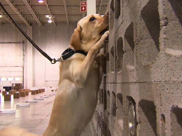 What a government apathy; 'Risk allowance' not given to life-threatening bomb squad | केवढी ही सरकारी अनास्था; जीवघेणी जोखीम उचलणाऱ्या बॉम्बशोधक पथकालाच मिळेना 'जोखीम भत्ता' What a government apathy; 'Risk allowance' not given to life-threatening bomb squad | केवढी ही सरकारी अनास्था; जीवघेणी जोखीम उचलणाऱ्या बॉम्बशोधक पथकालाच मिळेना 'जोखीम भत्ता'