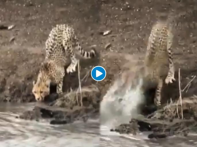 Cheetah vs crocodile predator becomes prey watch shocking viral video | थरारक! नदीवर पाणी पिण्यासाठी आला चित्ता, काही सेकंदात मगरीने झडप घातली मग..., पाहा व्हिडीओ Cheetah vs crocodile predator becomes prey watch shocking viral video | थरारक! नदीवर पाणी पिण्यासाठी आला चित्ता, काही सेकंदात मगरीने झडप घातली मग..., पाहा व्हिडीओ