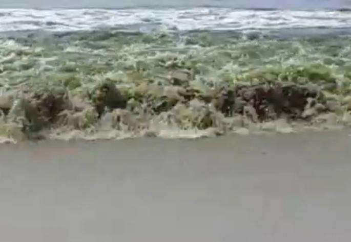 Canacona coast become green in past few days affected tourism activities | काणकोणातील समुद्राचे निळे पाणी अचानक झाले हिरवे, तज्ज्ञांनी दिली धोक्याची सूचना Canacona coast become green in past few days affected tourism activities | काणकोणातील समुद्राचे निळे पाणी अचानक झाले हिरवे, तज्ज्ञांनी दिली धोक्याची सूचना