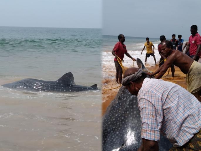 Kerala fishermen release whale in the sea | वाह रे नशिब! मासेमारी करताना मासेमारांच्या गळाला लागला मोठा व्हेल मासा; अन् मग..... Kerala fishermen release whale in the sea | वाह रे नशिब! मासेमारी करताना मासेमारांच्या गळाला लागला मोठा व्हेल मासा; अन् मग.....