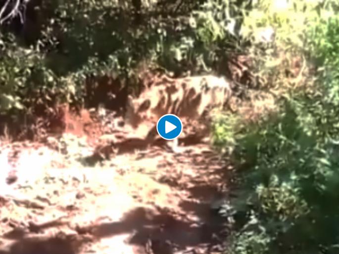 leopard attack on pet dog incident at igatpuri in nashik | ...आणि त्यानंतर तो कधीच भूंकला नाही; बिबट्याने अक्षरश: दोर तोडून फरपटत नेलं, पाहा व्हिडीओ leopard attack on pet dog incident at igatpuri in nashik | ...आणि त्यानंतर तो कधीच भूंकला नाही; बिबट्याने अक्षरश: दोर तोडून फरपटत नेलं, पाहा व्हिडीओ