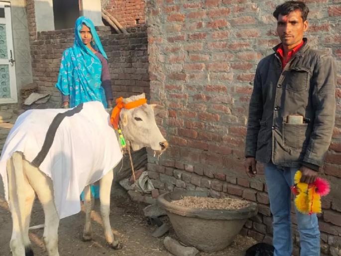 childless up farmer adopts calf as son invites over 500 guests for symbolic mundan | कौतुकास्पद! लग्नाला 15 वर्षे झाली पण मूल नाही; शेतकरी दांपत्याने वासराला घेतलं दत्तक childless up farmer adopts calf as son invites over 500 guests for symbolic mundan | कौतुकास्पद! लग्नाला 15 वर्षे झाली पण मूल नाही; शेतकरी दांपत्याने वासराला घेतलं दत्तक
