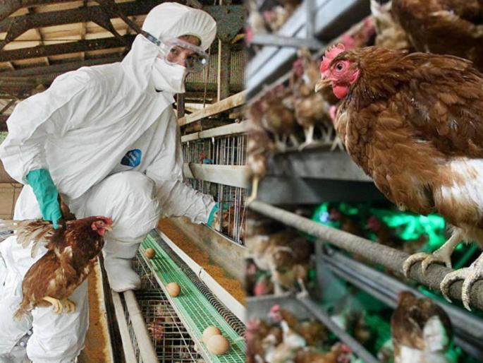 Japan bird flu outbreak; japan worst bird flu outbreak spreads 10 japanese state | कोरोनाच्या संकटात आता जपानमध्ये बर्ड फ्लूचा हाहाकार; १० लाख कोंबड्यांना मारलं जाणार Japan bird flu outbreak; japan worst bird flu outbreak spreads 10 japanese state | कोरोनाच्या संकटात आता जपानमध्ये बर्ड फ्लूचा हाहाकार; १० लाख कोंबड्यांना मारलं जाणार