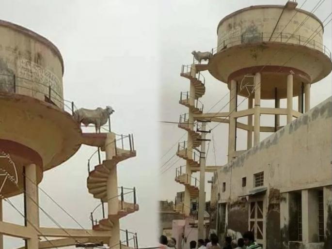 Bull climbs water tank ifs says effect of reading too many motivational tweets | बाबो! पाण्याच्या टाकीवर जाऊन उभा राहिला बैल; अन् लोक म्हणाले मौसी को बुलाओ रे....... Bull climbs water tank ifs says effect of reading too many motivational tweets | बाबो! पाण्याच्या टाकीवर जाऊन उभा राहिला बैल; अन् लोक म्हणाले मौसी को बुलाओ रे.......
