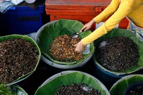 Is red ant chutney effective in treating corona? High Court orders inquiry into AYUSH ministry | लाल मुंग्यांची चटणी कोरोनावरील उपचारात प्रभावी? हायकोर्टाने आयुष मंत्रालयाला दिले चौकशीचे आदेश Is red ant chutney effective in treating corona? High Court orders inquiry into AYUSH ministry | लाल मुंग्यांची चटणी कोरोनावरील उपचारात प्रभावी? हायकोर्टाने आयुष मंत्रालयाला दिले चौकशीचे आदेश