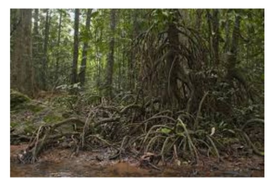 Marestica swamp is a rare plant found in the Dodamarg of Sindhudurg | सिंधुदुर्गातील दोडामार्गात आढळली मॅरेस्टिका स्वॅम्प ही दुर्मीळ वनस्पती Marestica swamp is a rare plant found in the Dodamarg of Sindhudurg | सिंधुदुर्गातील दोडामार्गात आढळली मॅरेस्टिका स्वॅम्प ही दुर्मीळ वनस्पती