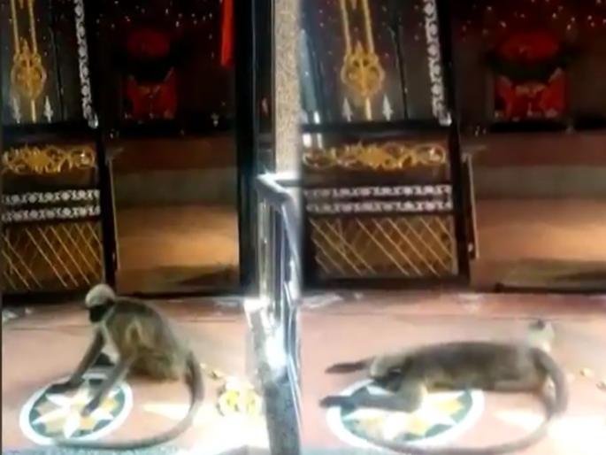 Viral News in Marathi : Monkey bowed to maruti temple in sangli | याला म्हणतात भक्ती! मंदिरासमोर मारुतीरायाला अखेरचं दंडवत घातलं अन् वानरानं सोडले प्राण Viral News in Marathi : Monkey bowed to maruti temple in sangli | याला म्हणतात भक्ती! मंदिरासमोर मारुतीरायाला अखेरचं दंडवत घातलं अन् वानरानं सोडले प्राण