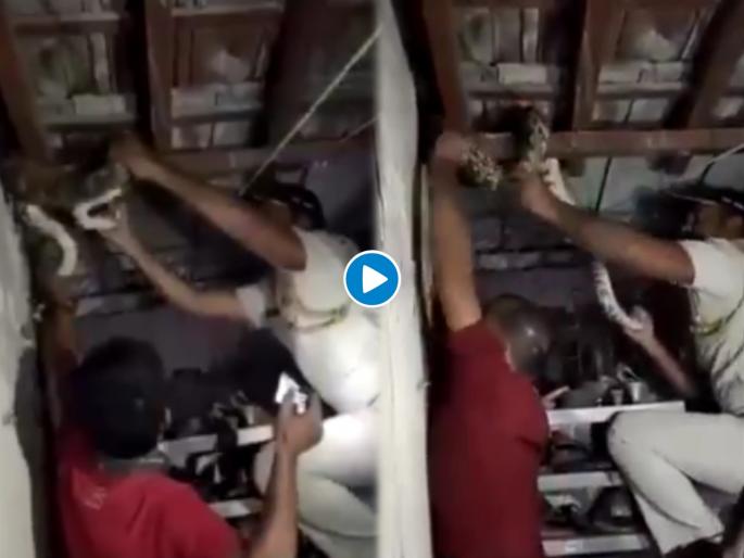 6 foot python found on the roof of the house mumbai cop caught it see viral video | बापरे! अर्ध्या रात्री छतातून घरात शिरला ६ फुटांचा अजगर, पोलिसानं असं केलं कैद; पाहा व्हिडीओ 6 foot python found on the roof of the house mumbai cop caught it see viral video | बापरे! अर्ध्या रात्री छतातून घरात शिरला ६ फुटांचा अजगर, पोलिसानं असं केलं कैद; पाहा व्हिडीओ