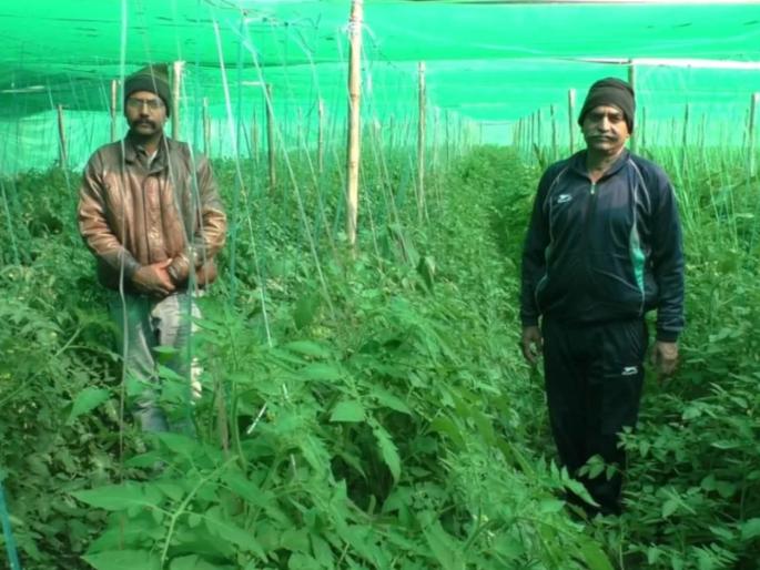 bundi this young teacher turned disaster into opportunity organic farming is being discussed far | अरे व्वा! नोकरी गेली पण हार नाही मानली; कष्टाच्या जोरावर शेतीतून लाखोंचं उत्पन्न मिळवून कमाल केली bundi this young teacher turned disaster into opportunity organic farming is being discussed far | अरे व्वा! नोकरी गेली पण हार नाही मानली; कष्टाच्या जोरावर शेतीतून लाखोंचं उत्पन्न मिळवून कमाल केली