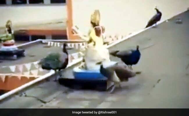 The peacock was seen circling the idol of Saraswati, the video went viral on social media | सरस्वतीच्या मूर्तीला प्रदक्षिणा घालताना दिसला मोर, सोशल मीडियावर व्हिडीओ प्रचंड व्हायरल 