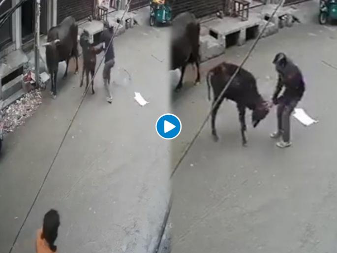 Man hits calf with brick got arrested news from delhi | अरेरे! गाईच्या वासराला विटेनं मारहाण करत होता; घटना कॅमेरात कैद झाली अन् मग..... Man hits calf with brick got arrested news from delhi | अरेरे! गाईच्या वासराला विटेनं मारहाण करत होता; घटना कॅमेरात कैद झाली अन् मग.....