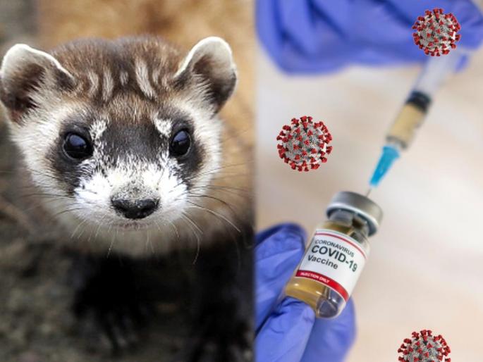 Ferrets endangered animals get experimental corona vaccine at science | .....म्हणून माणसांआधी 'या' प्राण्याला देण्यात आली होती कोरोनाची लस Ferrets endangered animals get experimental corona vaccine at science | .....म्हणून माणसांआधी 'या' प्राण्याला देण्यात आली होती कोरोनाची लस