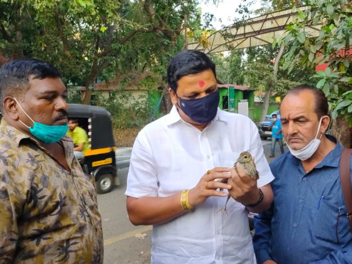 MNS's Mahesh Kadam's vigilance saved the lives of two newborn peacocks | कौतुकास्पद! मनसेचे महेश कदम यांच्या सतर्कतेमुळे वाचले दोन नवजात मोरांचे प्राण MNS's Mahesh Kadam's vigilance saved the lives of two newborn peacocks | कौतुकास्पद! मनसेचे महेश कदम यांच्या सतर्कतेमुळे वाचले दोन नवजात मोरांचे प्राण