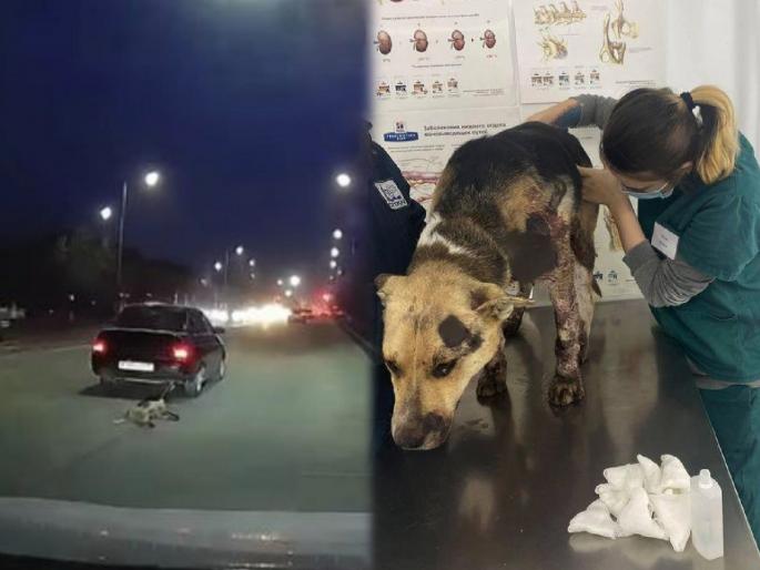 Man ties dog to his ca drags it around the city news from kazakhstan | माणुसकीला काळीमा! मुक्या जीवाला कारच्या मागे बांधून संपूर्ण शहरभर फरपटत नेलं Man ties dog to his ca drags it around the city news from kazakhstan | माणुसकीला काळीमा! मुक्या जीवाला कारच्या मागे बांधून संपूर्ण शहरभर फरपटत नेलं