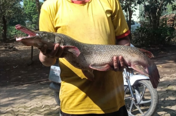 Alligator Gar fish found in desai bay in kalyan | देसाई खाडीत सापडला अमेरिकेत आढळणारा मगरीसारखा "अॅलीगेटर" मासा; मच्छीमारांना बसला धक्का Alligator Gar fish found in desai bay in kalyan | देसाई खाडीत सापडला अमेरिकेत आढळणारा मगरीसारखा "अॅलीगेटर" मासा; मच्छीमारांना बसला धक्का