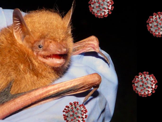 Scientist found a new species of bat whose color is orange in the west south country guinea | समोर आली जगभरात कोरोना पसरवणाऱ्या वटवाघळाची नवी प्रजात; रंग पाहून वैज्ञानिकही चकीत Scientist found a new species of bat whose color is orange in the west south country guinea | समोर आली जगभरात कोरोना पसरवणाऱ्या वटवाघळाची नवी प्रजात; रंग पाहून वैज्ञानिकही चकीत