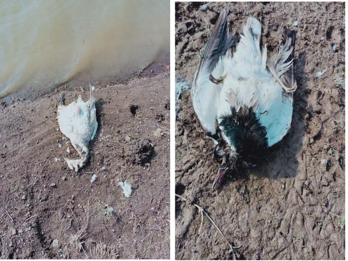 Bird Flu : Excitement over the discovery of 12 dead birds on the banks of a Khadkali lake | खडकळी तलावाच्या काठी १२ मृत पक्षी आढळयाने खळबळ  Bird Flu : Excitement over the discovery of 12 dead birds on the banks of a Khadkali lake | खडकळी तलावाच्या काठी १२ मृत पक्षी आढळयाने खळबळ