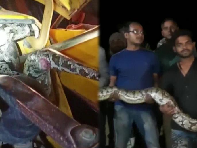 Two giant pythons were rescued from inside a jcb machine in odisha see viral photos | थरारक! JCB मध्ये अकडले २ विशालकाय अजगर; शेपटी खेचताच झालं असं काही...... Two giant pythons were rescued from inside a jcb machine in odisha see viral photos | थरारक! JCB मध्ये अकडले २ विशालकाय अजगर; शेपटी खेचताच झालं असं काही......