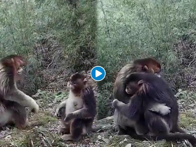 National hugging day watch rare footage of two endangered golden monkeys hugging | आई ती आईच! समोर आला माय लेकाच्या भेटीचा अनोखा व्हिडीओ; व्हिडीओ पाहून तुम्हीही व्हाल भावूक National hugging day watch rare footage of two endangered golden monkeys hugging | आई ती आईच! समोर आला माय लेकाच्या भेटीचा अनोखा व्हिडीओ; व्हिडीओ पाहून तुम्हीही व्हाल भावूक