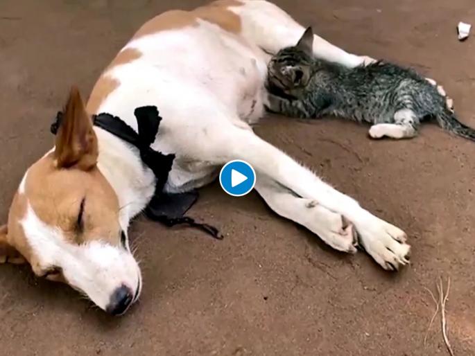 Kitten feed milk from dog in nigeria video viral | शेवटी आई ती आईच! कुत्रीनं मांजरीच्या पिल्लाला पाजलं दूध; व्हिडीओ पाहून पब्लिक म्हणाली.... Kitten feed milk from dog in nigeria video viral | शेवटी आई ती आईच! कुत्रीनं मांजरीच्या पिल्लाला पाजलं दूध; व्हिडीओ पाहून पब्लिक म्हणाली....