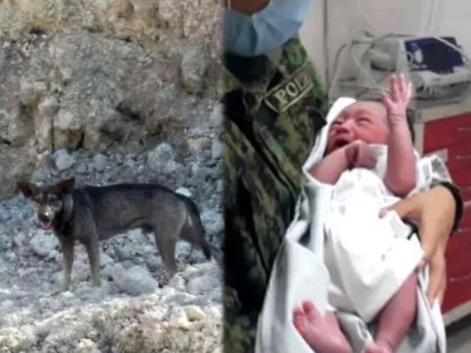 Hero dog saves abandoned newborn baby in cebu philippines viral story | तेरी मेहरबानिया! रस्त्यावर पडलं होतं नवजात मुलं; मुक्या जनावरानं पाहताच वाचवला चिमुकल्याचा जीव Hero dog saves abandoned newborn baby in cebu philippines viral story | तेरी मेहरबानिया! रस्त्यावर पडलं होतं नवजात मुलं; मुक्या जनावरानं पाहताच वाचवला चिमुकल्याचा जीव