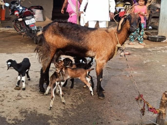 Krushidhan ! The goat gave birth to five chicks; The farmer felt the trees all over the village in joy | कृषिधन ! शेळीने पाच पिलांना दिला जन्म; शेतकऱ्याने गावभर पेढे वाटून केला जल्लोष Krushidhan ! The goat gave birth to five chicks; The farmer felt the trees all over the village in joy | कृषिधन ! शेळीने पाच पिलांना दिला जन्म; शेतकऱ्याने गावभर पेढे वाटून केला जल्लोष