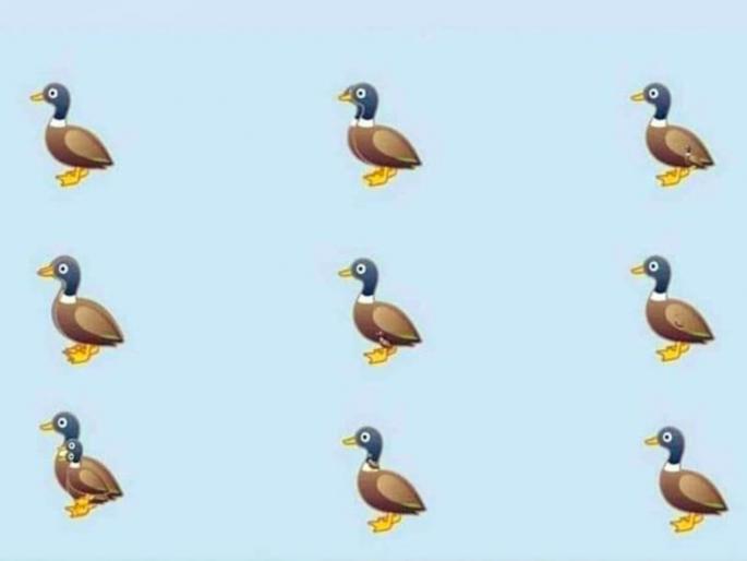 Can you count the duck seen in this photo harsh goenka shared photo | 'या' फोटोमधील बदकांची संख्या आहे तरी किती? व्हायरल होतोय बदकांचा फोटो, बघा तुम्हाला जमतंय का...  Can you count the duck seen in this photo harsh goenka shared photo | 'या' फोटोमधील बदकांची संख्या आहे तरी किती? व्हायरल होतोय बदकांचा फोटो, बघा तुम्हाला जमतंय का...