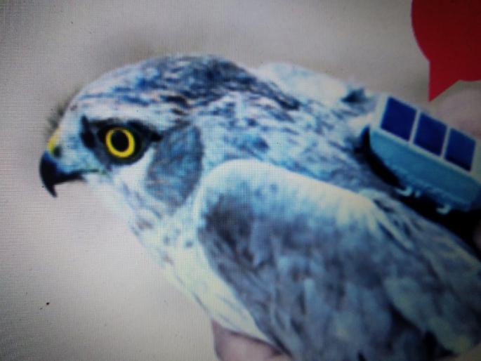 A journey of 31,800 km of 'Gangi' with Solapuri tag | सोलापुरी टॅग लावून ‘गंगी’चा ३१,८०० किलोमीटर प्रवास A journey of 31,800 km of 'Gangi' with Solapuri tag | सोलापुरी टॅग लावून ‘गंगी’चा ३१,८०० किलोमीटर प्रवास