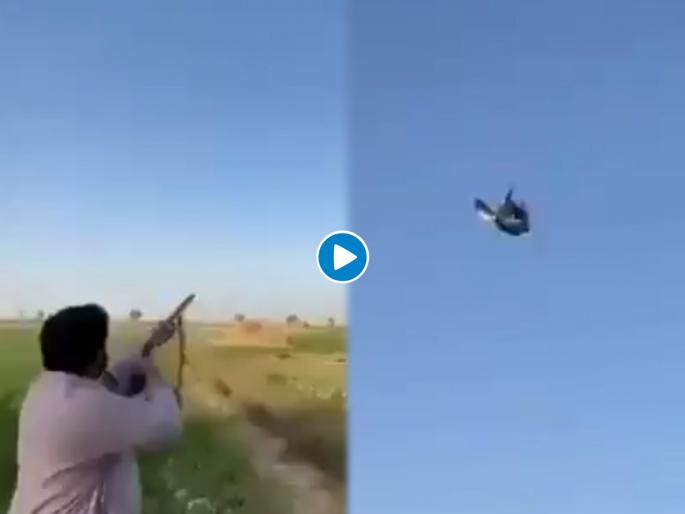 Man shoots bird bullet hits her wings and lands on the mans eyes see viral video | याला म्हणतात कर्माची फळं! बंदूकीनं चिमणीवर लावला निशाणा अन् पंखांवर गोळी लागताच झालं असं काही Man shoots bird bullet hits her wings and lands on the mans eyes see viral video | याला म्हणतात कर्माची फळं! बंदूकीनं चिमणीवर लावला निशाणा अन् पंखांवर गोळी लागताच झालं असं काही