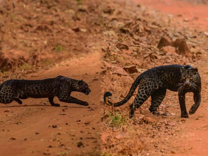 Rare black leopard spotted in maharashtra captured by wildlife photographer anurag gawande | कॅमेरात कैद झाला शिकारीच्या तयारीत असलेला दुर्मिळ काळा बिबट्या; पाहा रुबाबदार बिबट्याचे फोटो Rare black leopard spotted in maharashtra captured by wildlife photographer anurag gawande | कॅमेरात कैद झाला शिकारीच्या तयारीत असलेला दुर्मिळ काळा बिबट्या; पाहा रुबाबदार बिबट्याचे फोटो