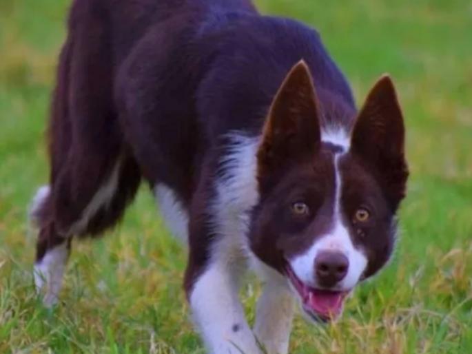 Meet this sheepdog world sell for 23 lakh rupees news from britain | खरंच? २३ लाखांना विकला जातोय साधारण दिसरणारा हा कुत्रा; कारण वाचून व्हाल अवाक् Meet this sheepdog world sell for 23 lakh rupees news from britain | खरंच? २३ लाखांना विकला जातोय साधारण दिसरणारा हा कुत्रा; कारण वाचून व्हाल अवाक्