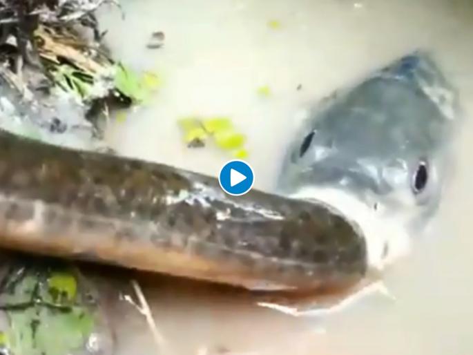 Fact Check : If you haven’t seen this; Amazing Video of Fish Eating Another Larger Fish | Fact Check : माशानं गिळला अख्खाच्या अख्खा साप, बघा कशी लढवली शक्कल, Video Fact Check : If you haven’t seen this; Amazing Video of Fish Eating Another Larger Fish | Fact Check : माशानं गिळला अख्खाच्या अख्खा साप, बघा कशी लढवली शक्कल, Video