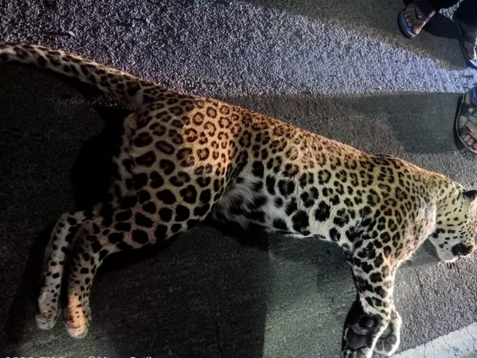 Accidental death of a leopard on Mumbai-Ahmedabad National Highway | मुंबई-अहमदाबाद राष्ट्रीय महामार्गावर बिबट्याचा अपघाती मृत्यू Accidental death of a leopard on Mumbai-Ahmedabad National Highway | मुंबई-अहमदाबाद राष्ट्रीय महामार्गावर बिबट्याचा अपघाती मृत्यू
