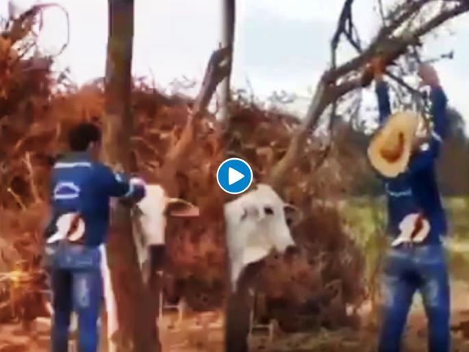 Cow throat stuck in the tree people saved and then she attack on them see viral video | Video : झाडात अडकलेली गाईची मान; लोकांनी वाचवण्याचा प्रयत्न करताच तिनं केला 'असा' हल्ला.... Cow throat stuck in the tree people saved and then she attack on them see viral video | Video : झाडात अडकलेली गाईची मान; लोकांनी वाचवण्याचा प्रयत्न करताच तिनं केला 'असा' हल्ला....