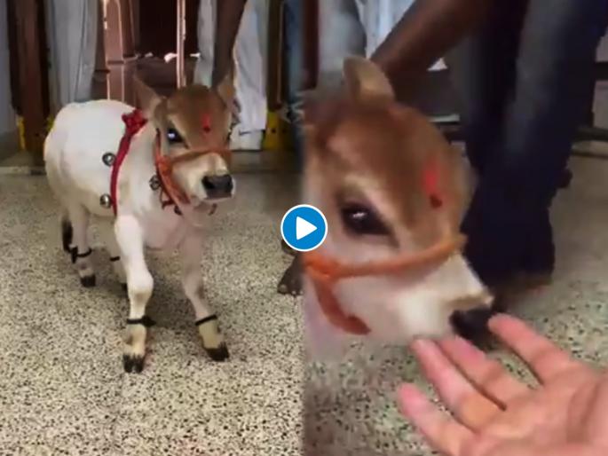 Video: Cute punganuru baby cow playing around with its owner adorable video goes viral on social media | Cute baby cow video: 'त्या'ने घरातच पाळली बुटकी गाय, दिवसाला देते ५ लीटर दूध, दिसायला आहे इतकी सुंदर की... Video: Cute punganuru baby cow playing around with its owner adorable video goes viral on social media | Cute baby cow video: 'त्या'ने घरातच पाळली बुटकी गाय, दिवसाला देते ५ लीटर दूध, दिसायला आहे इतकी सुंदर की...