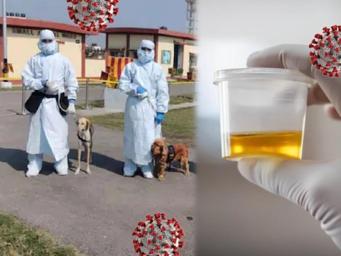 A women from london drink own urine after reading fake whatsapp text | Women drink own urine : OMG! लसीवर भरवसा नाही; म्हणून कोरोनापासून बचावासाठी ती चक्क प्यायली स्वतःचं मुत्र A women from london drink own urine after reading fake whatsapp text | Women drink own urine : OMG! लसीवर भरवसा नाही; म्हणून कोरोनापासून बचावासाठी ती चक्क प्यायली स्वतःचं मुत्र