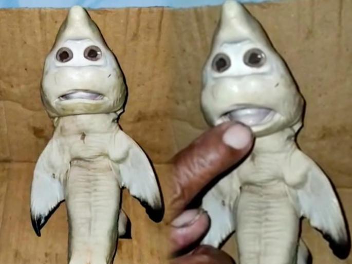 Trending viral News : Pregnant Shark give birth to human face baby fish shocks world | Shark give birth to human face baby : बापरे! मच्छीमारांच्या जाळ्यात अडकली गरोदर शार्क; पोट फाडल्यानंतर जे बाहेर आलं ते पाहून बसला धक्का Trending viral News : Pregnant Shark give birth to human face baby fish shocks world | Shark give birth to human face baby : बापरे! मच्छीमारांच्या जाळ्यात अडकली गरोदर शार्क; पोट फाडल्यानंतर जे बाहेर आलं ते पाहून बसला धक्का