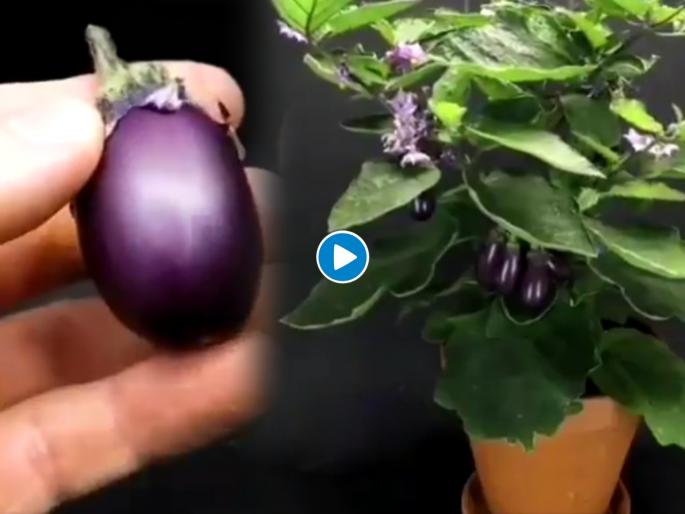 The man planted only one brinjal seed in the pot and new brinjal came out in 70 days ias said magic of nature | फक्त एक बी लावली अन् ७० दिवसात झाडाला लागली भरपूर वांगी; व्हिडीओ पाहून IAS म्हणाले... The man planted only one brinjal seed in the pot and new brinjal came out in 70 days ias said magic of nature | फक्त एक बी लावली अन् ७० दिवसात झाडाला लागली भरपूर वांगी; व्हिडीओ पाहून IAS म्हणाले...