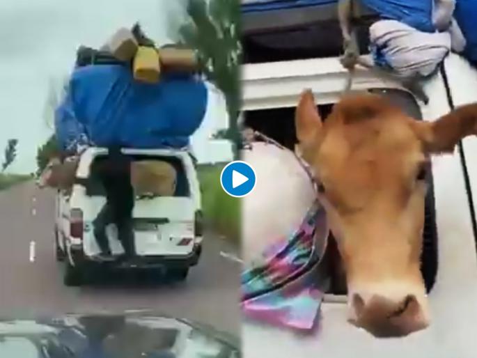 Trending Viral Video of Cow : Man carried cow in car ias share hilarious jugaad video goes viral | बाबो! ट्रक, टॅम्पो नाही तर कारमध्ये गाईला घेऊन प्रवासाला निघाला पठ्ठ्या; व्हिडीओ पाहून लोक म्हणाले.... Trending Viral Video of Cow : Man carried cow in car ias share hilarious jugaad video goes viral | बाबो! ट्रक, टॅम्पो नाही तर कारमध्ये गाईला घेऊन प्रवासाला निघाला पठ्ठ्या; व्हिडीओ पाहून लोक म्हणाले....