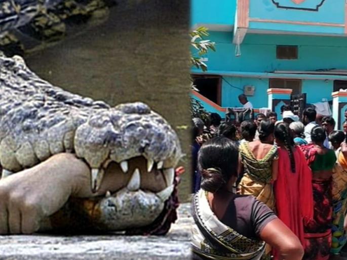 Crocodile pull a man killed manjeera wild life sangareddy telangana | Crocodile pull a man killed : बापरे! नदीवर म्हशी धूवून परतताना; अचानक मागून आली मगर, काही कळायच्या आतचं घडलं असं.... Crocodile pull a man killed manjeera wild life sangareddy telangana | Crocodile pull a man killed : बापरे! नदीवर म्हशी धूवून परतताना; अचानक मागून आली मगर, काही कळायच्या आतचं घडलं असं....