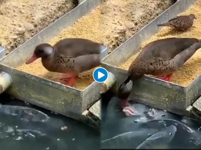 Ship floating in the sky man was surprised to see when he near the ship shocked its optical illusion | Fishes were hungry duck feed them: वाह, भूकेलेल्या माश्यांना पाहून बदकानं चोचीतलं अन्न खाऊ घातलं; व्हिडीओ पाहून IAS अधिकारी म्हणाले..... Ship floating in the sky man was surprised to see when he near the ship shocked its optical illusion | Fishes were hungry duck feed them: वाह, भूकेलेल्या माश्यांना पाहून बदकानं चोचीतलं अन्न खाऊ घातलं; व्हिडीओ पाहून IAS अधिकारी म्हणाले.....