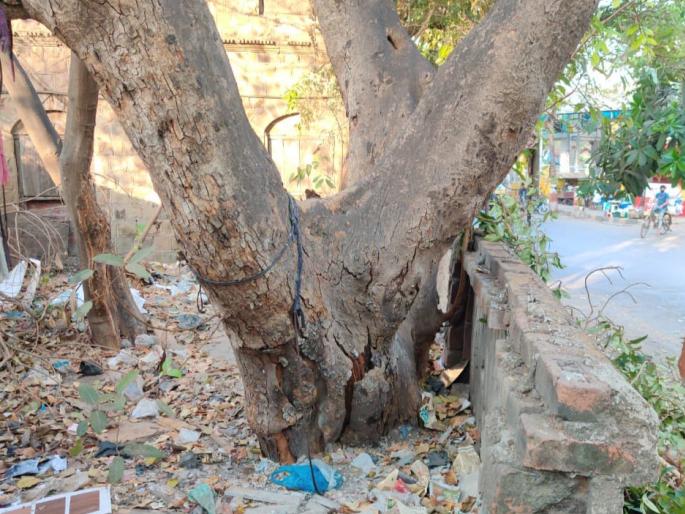 One dies after falling tree branch in Bhayander | भाईंदरमध्ये झाडाची फांदी पडून एकाचा मृत्यू One dies after falling tree branch in Bhayander | भाईंदरमध्ये झाडाची फांदी पडून एकाचा मृत्यू