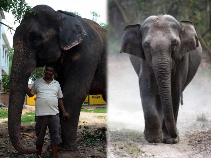 patna akhtar imam who known as hathi kaka of bihar donates 5 crore property to his elephants | अनोखं प्रेम! ...म्हणून 'त्याने' मुलाला बेदखल करत हत्तींच्या नावावर केली तब्बल 5 कोटींची संपत्ती patna akhtar imam who known as hathi kaka of bihar donates 5 crore property to his elephants | अनोखं प्रेम! ...म्हणून 'त्याने' मुलाला बेदखल करत हत्तींच्या नावावर केली तब्बल 5 कोटींची संपत्ती