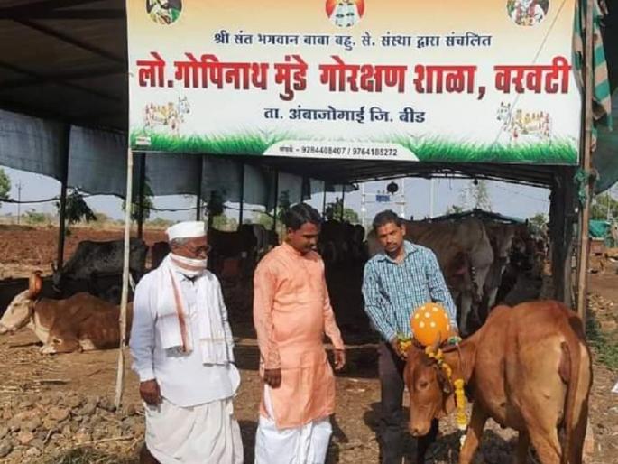 Dohal Jewan for cow made by Goshala A unique example of love for animals | प्राण्यांवरील प्रेमाचे अनोखे उदाहरण; अपघातातून बचावलेल्या गायीचे गोशाळेने केले डोहाळ जेवण Dohal Jewan for cow made by Goshala A unique example of love for animals | प्राण्यांवरील प्रेमाचे अनोखे उदाहरण; अपघातातून बचावलेल्या गायीचे गोशाळेने केले डोहाळ जेवण