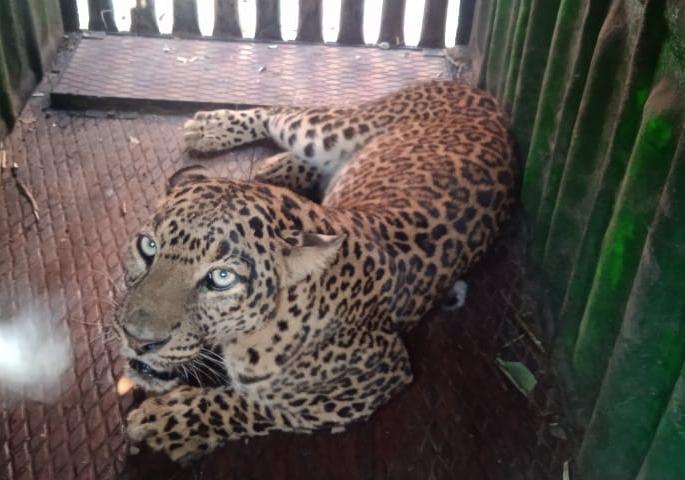 Leopard Catch in Nashik | नाशिकमध्ये बिबट्या जेरबंद  