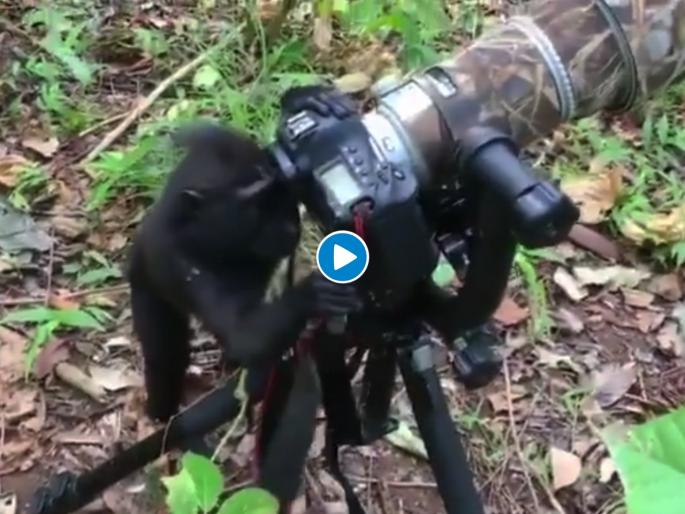 Viral Video : Black ape using photographer camera this happen next | Viral Video : फोटोग्राफर जरा बाजूला काय झाला, माकडच कॅमेरा वापरू लागला, पाहा भन्नाट व्हिडीओ Viral Video : Black ape using photographer camera this happen next | Viral Video : फोटोग्राफर जरा बाजूला काय झाला, माकडच कॅमेरा वापरू लागला, पाहा भन्नाट व्हिडीओ