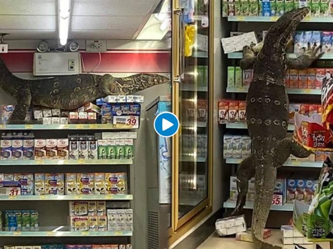 Giant lizard : Giant lizard enterd in grocery store horrifying video is viral | Giant lizard : बापरे! दुकानात विशालकाय घोरपड शिरताच लोकांनी दिली खतरनाक रिएक्शन; पाहा थरारक व्हिडीओ Giant lizard : Giant lizard enterd in grocery store horrifying video is viral | Giant lizard : बापरे! दुकानात विशालकाय घोरपड शिरताच लोकांनी दिली खतरनाक रिएक्शन; पाहा थरारक व्हिडीओ