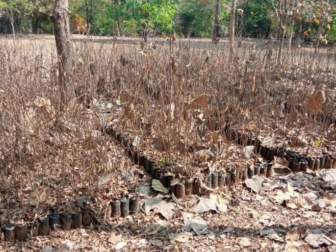 Government's tree planting scheme failed by Forest Department Fall, seedlings in nursery die due to lack of planting | शासनाची वृक्ष लागवड योजना वनविभागाने ठरवली फोल, लागवडीअभावी रोपवाटिकेतील रोपे पाण्याविना मृत Government's tree planting scheme failed by Forest Department Fall, seedlings in nursery die due to lack of planting | शासनाची वृक्ष लागवड योजना वनविभागाने ठरवली फोल, लागवडीअभावी रोपवाटिकेतील रोपे पाण्याविना मृत